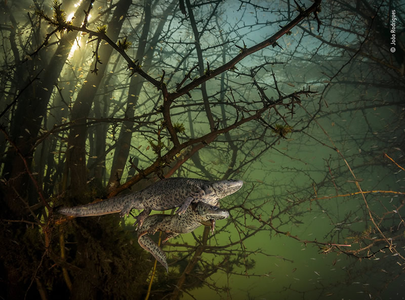 Winning Photos Of Wildlife Photographer of the Year 2021