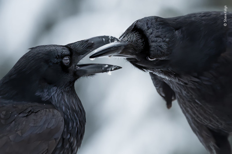 Winning Photos Of Wildlife Photographer of the Year 2021