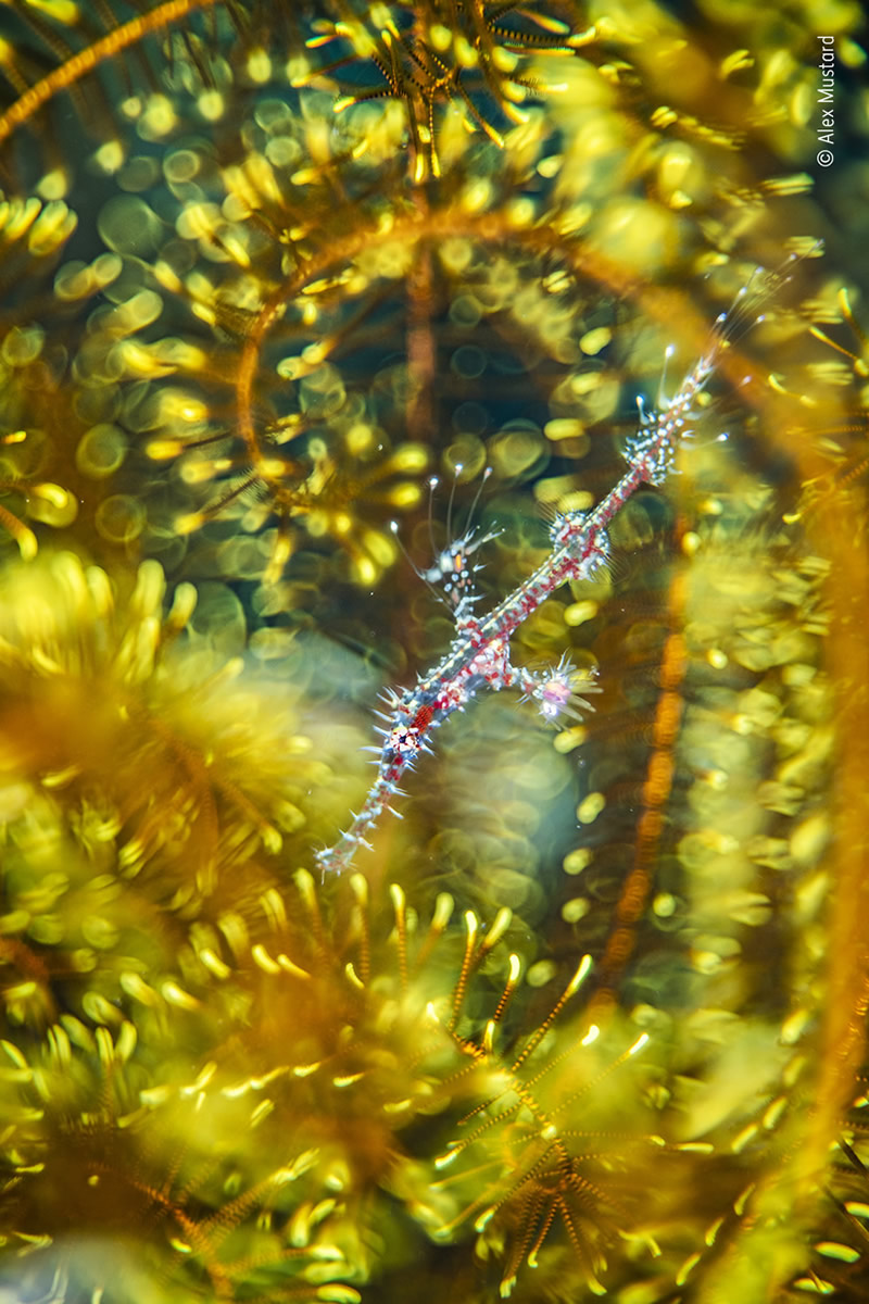 Winning Photos Of Wildlife Photographer of the Year 2021