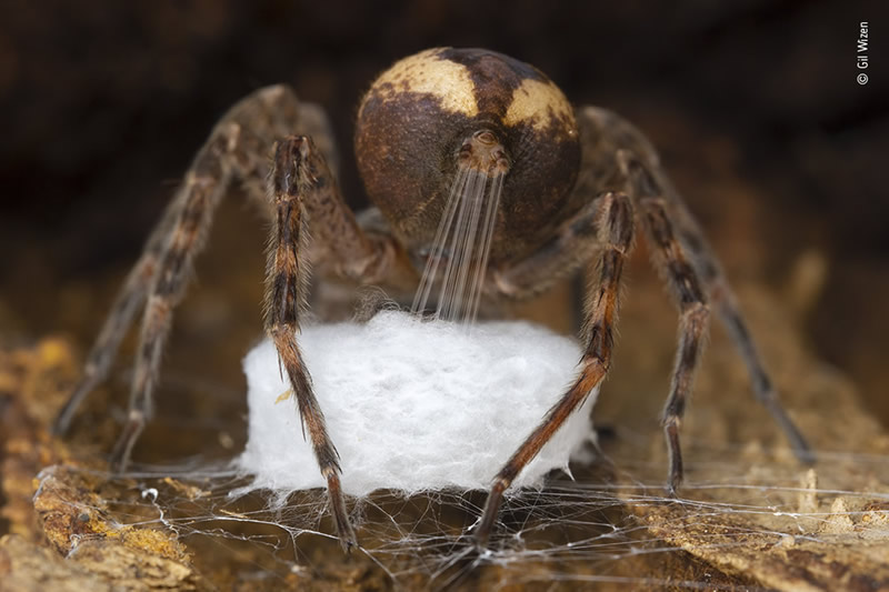 Winning Photos Of Wildlife Photographer of the Year 2021