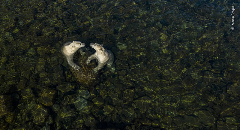 Winning Photos Of Wildlife Photographer of the Year 2021