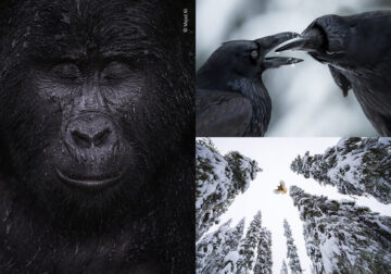 Winning Photos Of Wildlife Photographer of the Year 2021