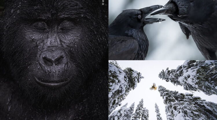 Winning Photos Of Wildlife Photographer of the Year 2021