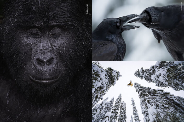 Winning Photos Of Wildlife Photographer of the Year 2021 - 121Clicks.com