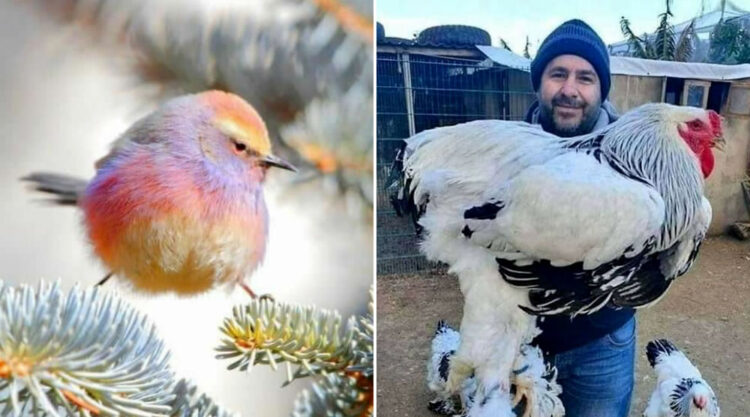 50 Times People Spotted ‘Absolute Units’ And Shared Them In This Reddit Group