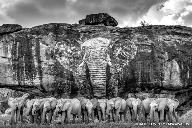 Amazing Winners Of The African Wildlife Foundation Photography Awards