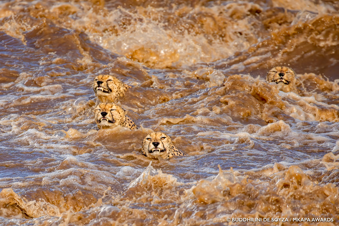 Amazing Winners Of The African Wildlife Foundation Photography Awards