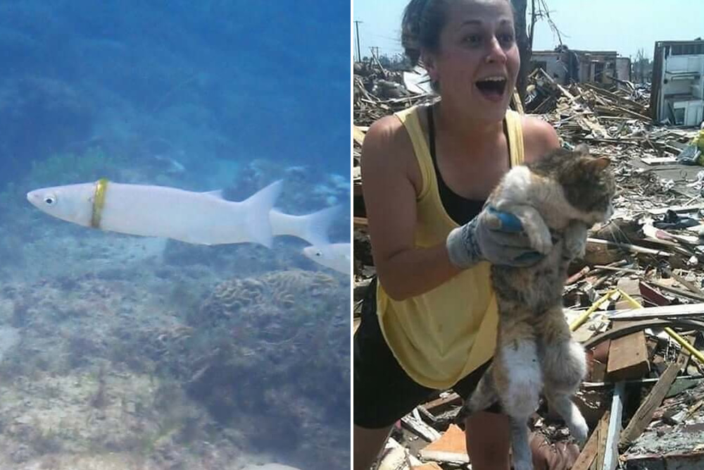22 Strange Photos Of “Against All Odds” Moments That People Have Spent All Their Luck To Capture