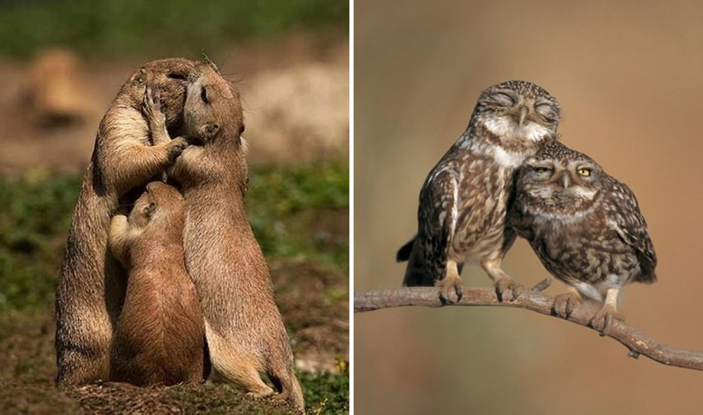 40 Photos Of Animals In Love That Can Melt Even A Frozen Heart
