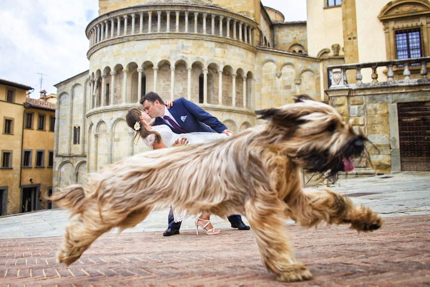 25 Photos Of Animals That Were The Star Of The Wedding