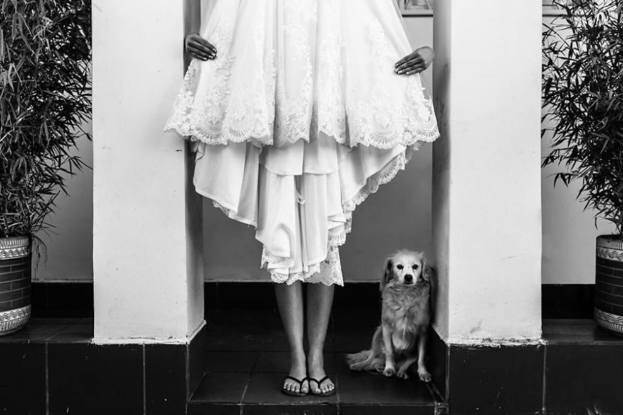25 Photos Of Animals That Were The Star Of The Wedding