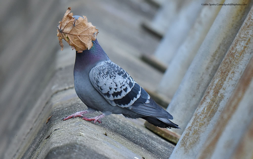 Winning Photos Of Comedy Wildlife Photography Awards 2021