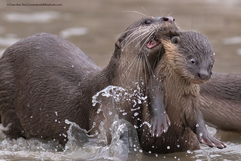 Best Photos From Comedy Wildlife Photography Awards