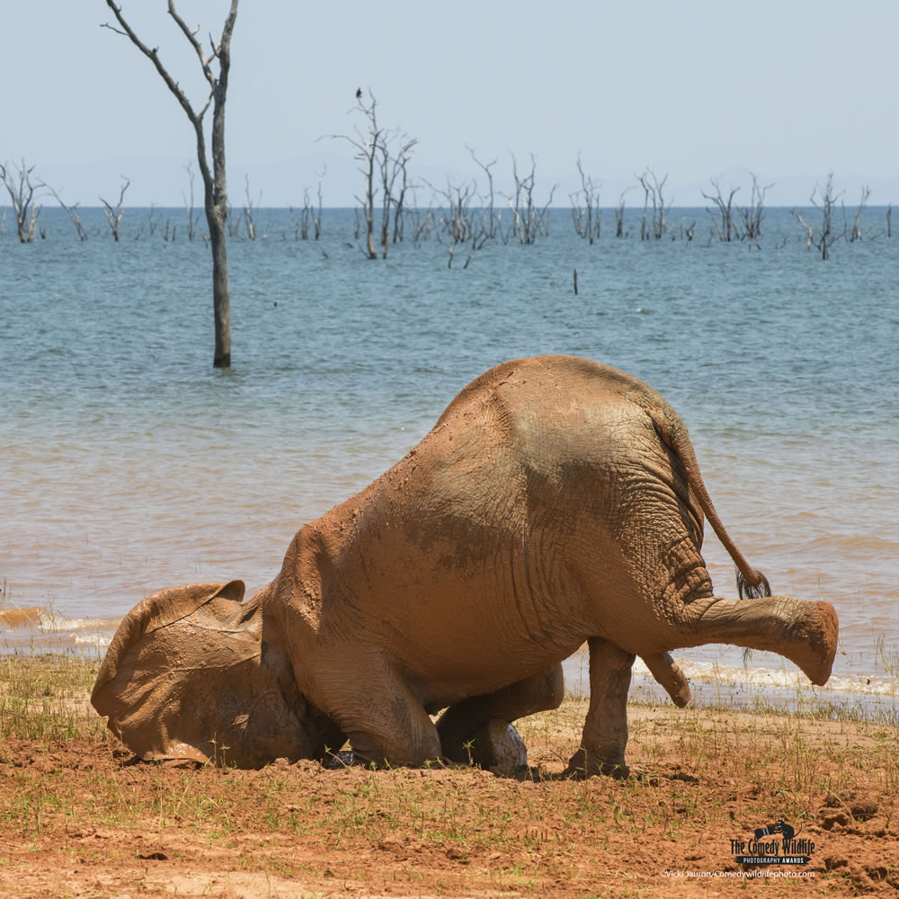 Winning Photos Of Comedy Wildlife Photography Awards 2021