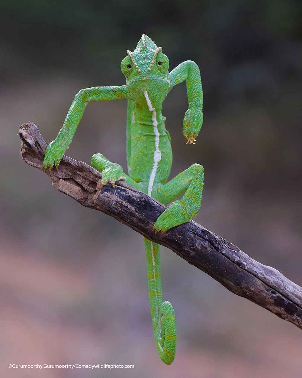 Best Photos From Comedy Wildlife Photography Awards