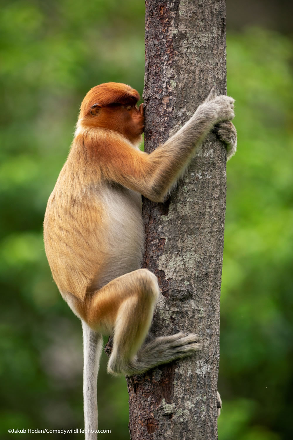 Winning Photos Of Comedy Wildlife Photography Awards 2021