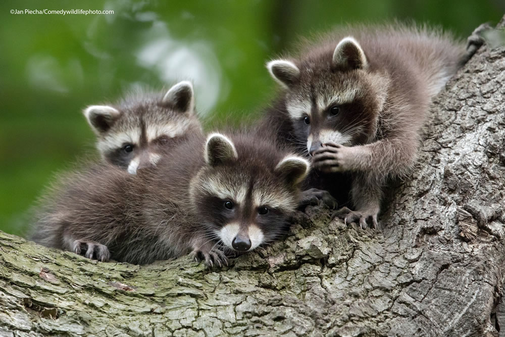 Best Photos From Comedy Wildlife Photography Awards