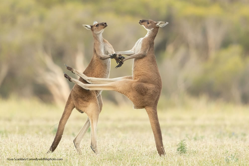 Winning Photos Of Comedy Wildlife Photography Awards 2021