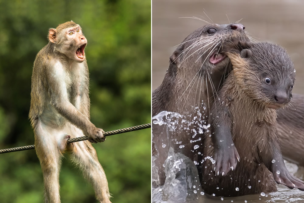 15 Winning Photos Of Comedy Wildlife Photography Awards 2021