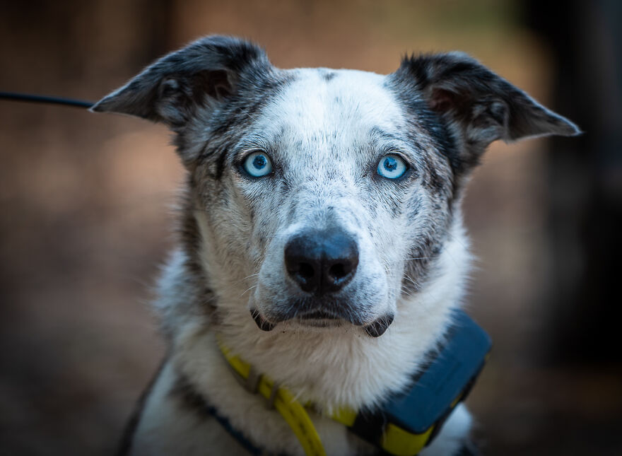 Dog Received An Award Of Honor For Saving Over 100 Koalas During The Bushfires