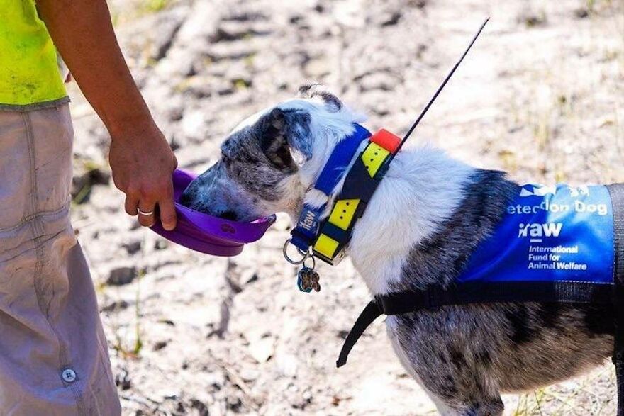 Dog Received An Award Of Honor For Saving Over 100 Koalas During The Bushfires