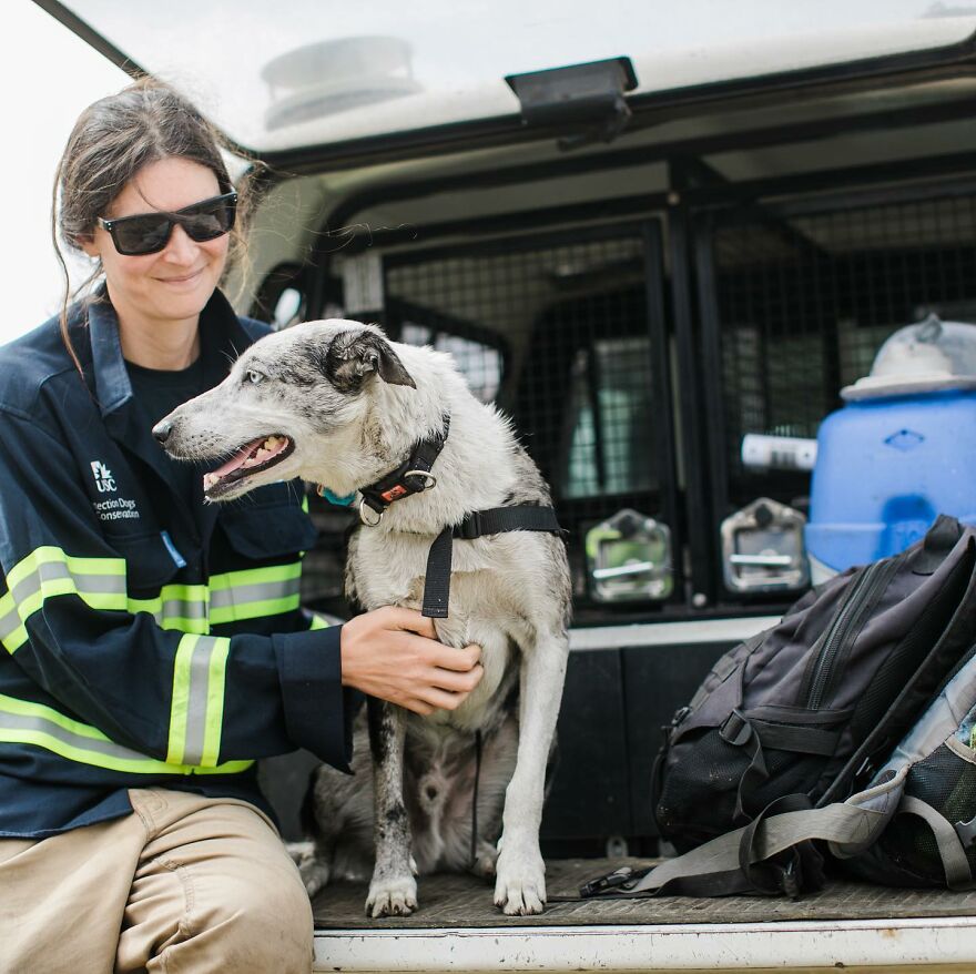 Dog Received An Award Of Honor For Saving Over 100 Koalas During The Bushfires