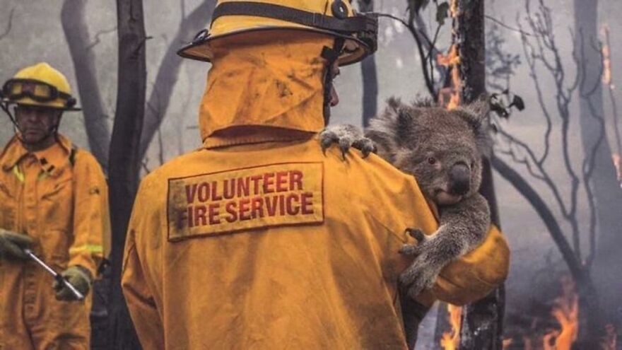 Dog Received An Award Of Honor For Saving Over 100 Koalas During The Bushfires