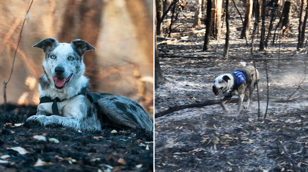 Dog Received An Award Of Honor For Saving Over 100 Koalas During The Bushfires