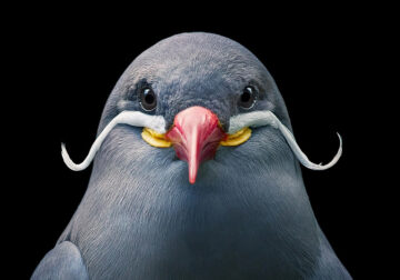 20 Stunning Portraits Of Rare And Endangered Birds Full Of Personality By Tim Flach