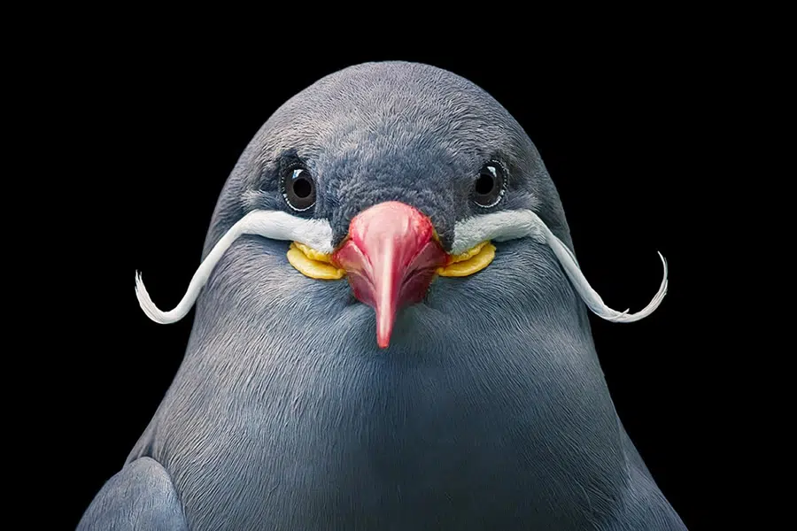 20 Stunning Portraits Of Rare And Endangered Birds Full Of Personality By Tim Flach 21 20 Stunning Portraits Of Rare And Endangered Birds Full Of Personality By Tim Flach