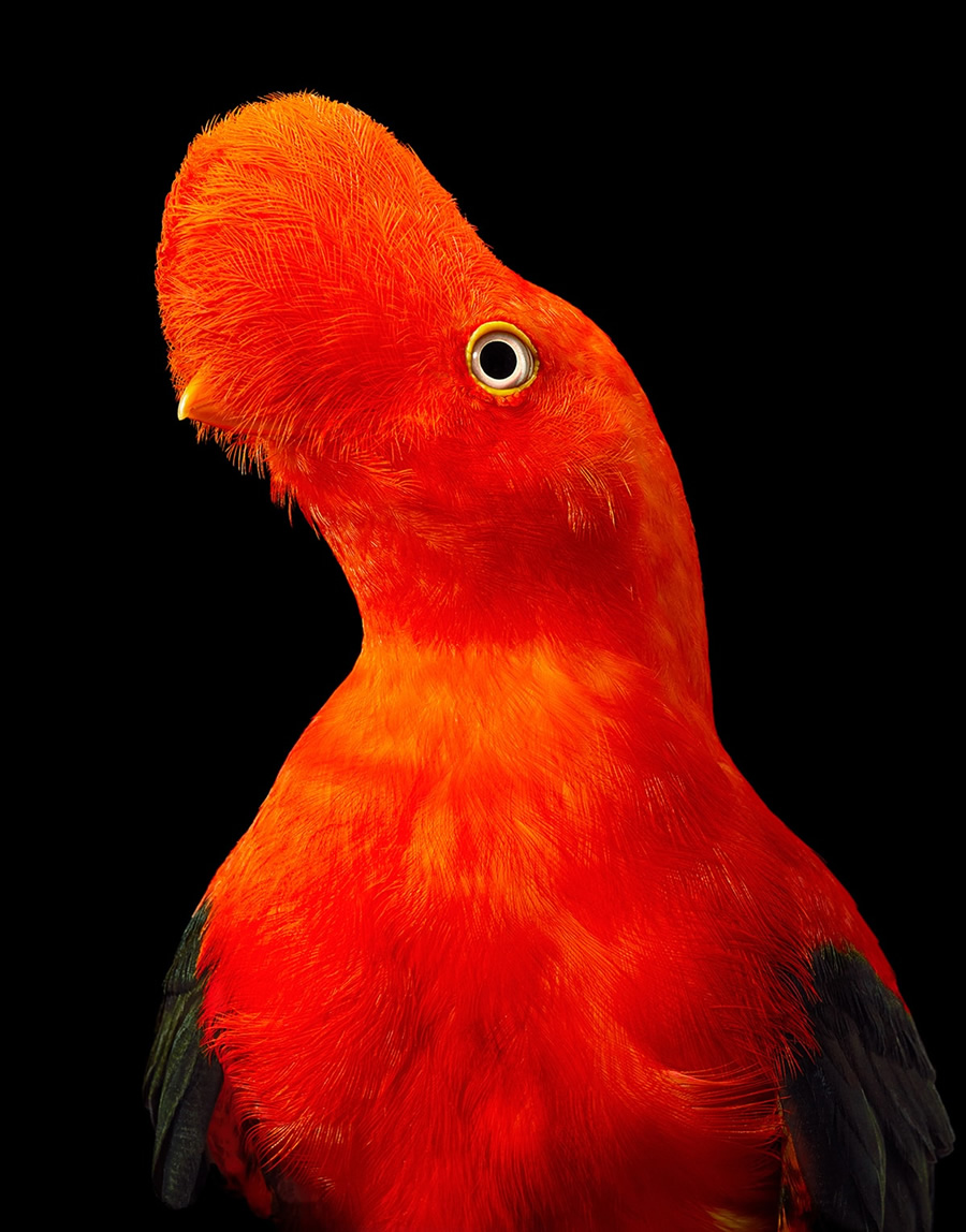 Rare And Endangered Birds Full Of Personality By Tim Flach