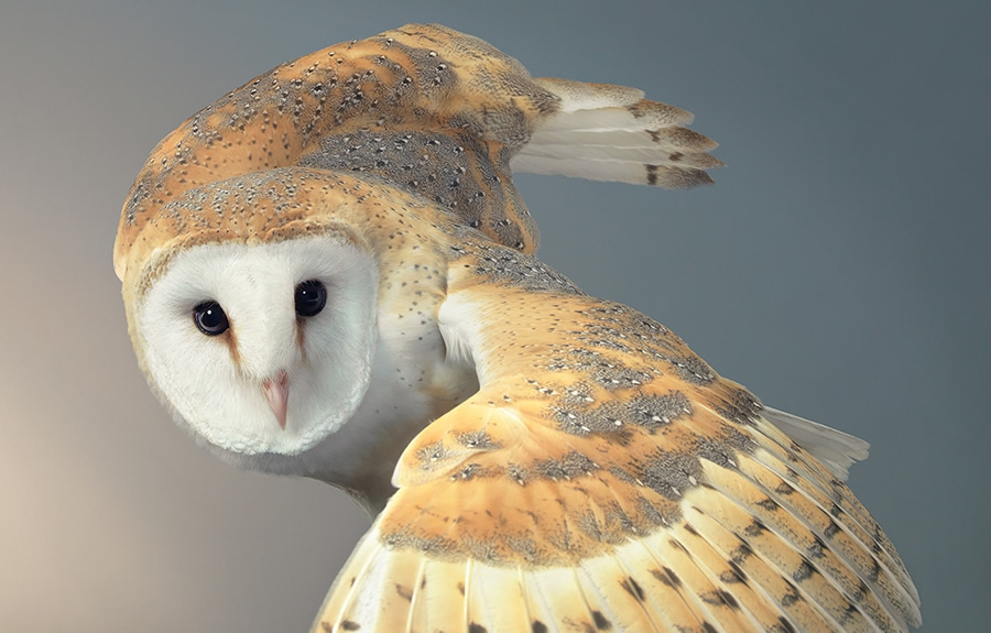 Rare And Endangered Birds Full Of Personality By Tim Flach