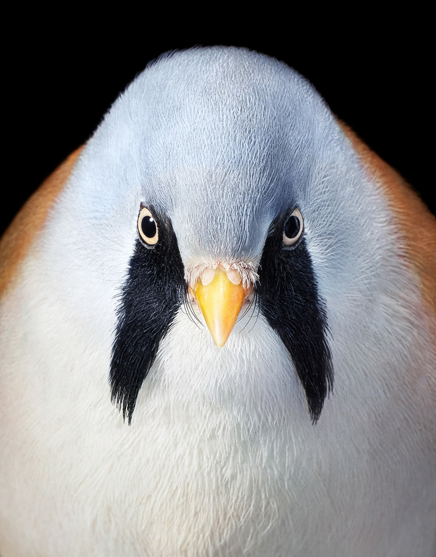 Rare And Endangered Birds Full Of Personality By Tim Flach