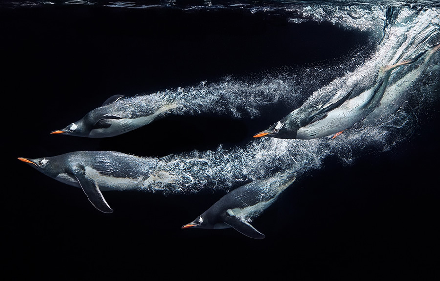 Rare And Endangered Birds Full Of Personality By Tim Flach