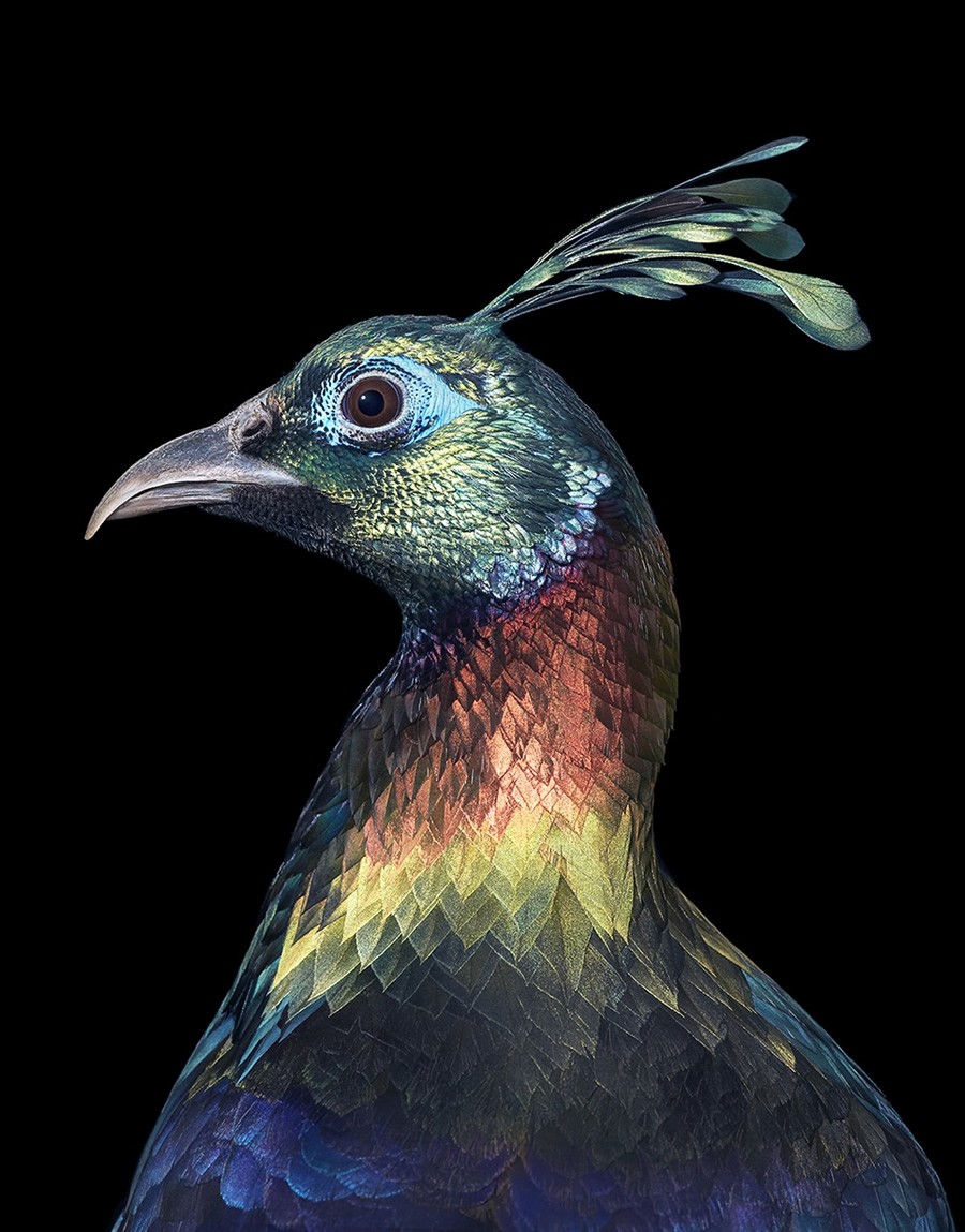 Rare And Endangered Birds Full Of Personality By Tim Flach