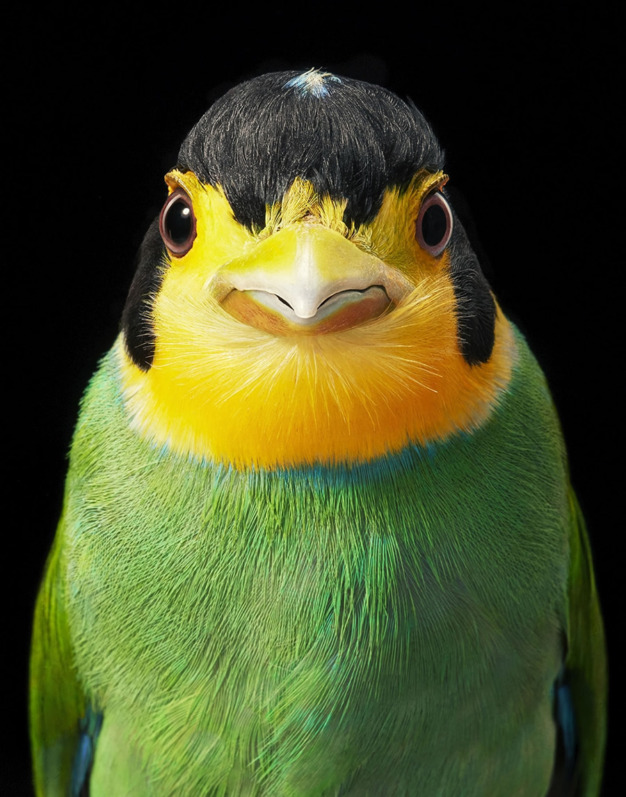 Rare And Endangered Birds Full Of Personality By Tim Flach