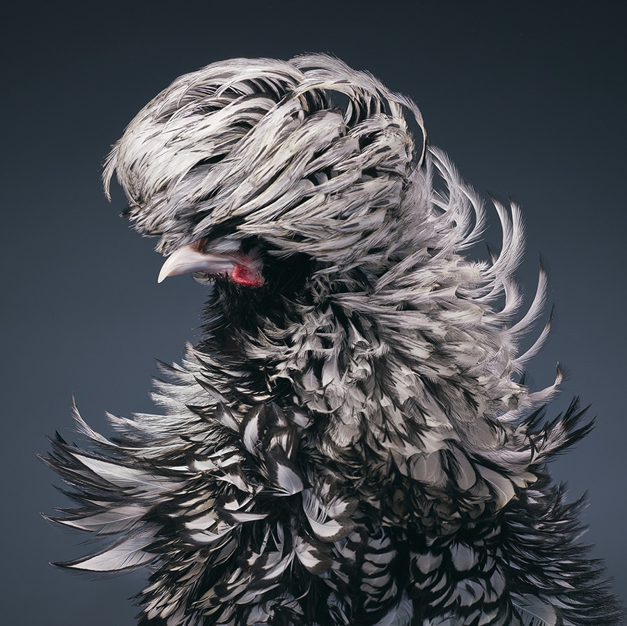 Aves raras e ameaçadas de extinção, cheias de personalidade, de Tim Flach