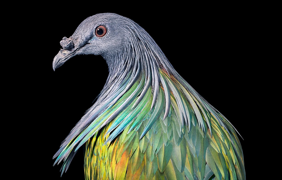 Rare And Endangered Birds Full Of Personality By Tim Flach