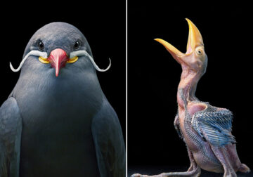 20 Stunning Portraits Of Rare And Endangered Birds Full Of Personality By Tim Flach