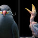 20 Stunning Portraits Of Rare And Endangered Birds Full Of Personality By Tim Flach