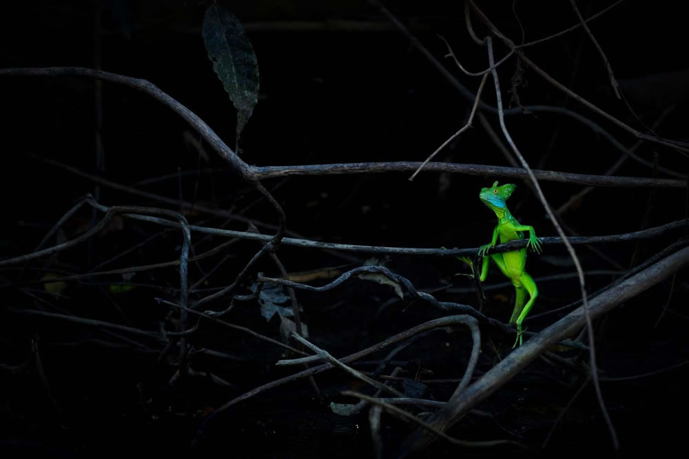 Winning Photos Of European Wildlife Photographer Of The Year 2021