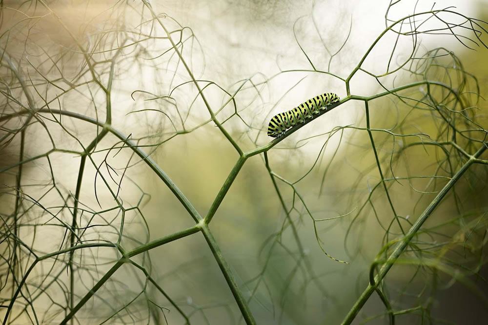 Winning Photos Of European Wildlife Photographer Of The Year 2021