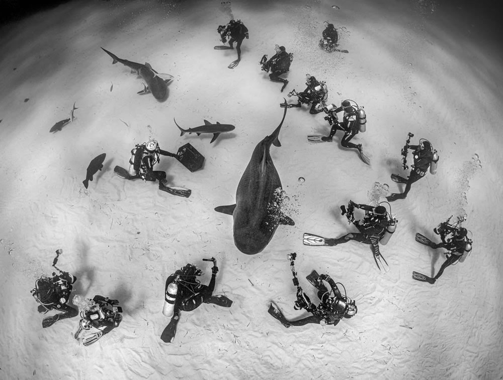 Winning Photos Of European Wildlife Photographer Of The Year 2021