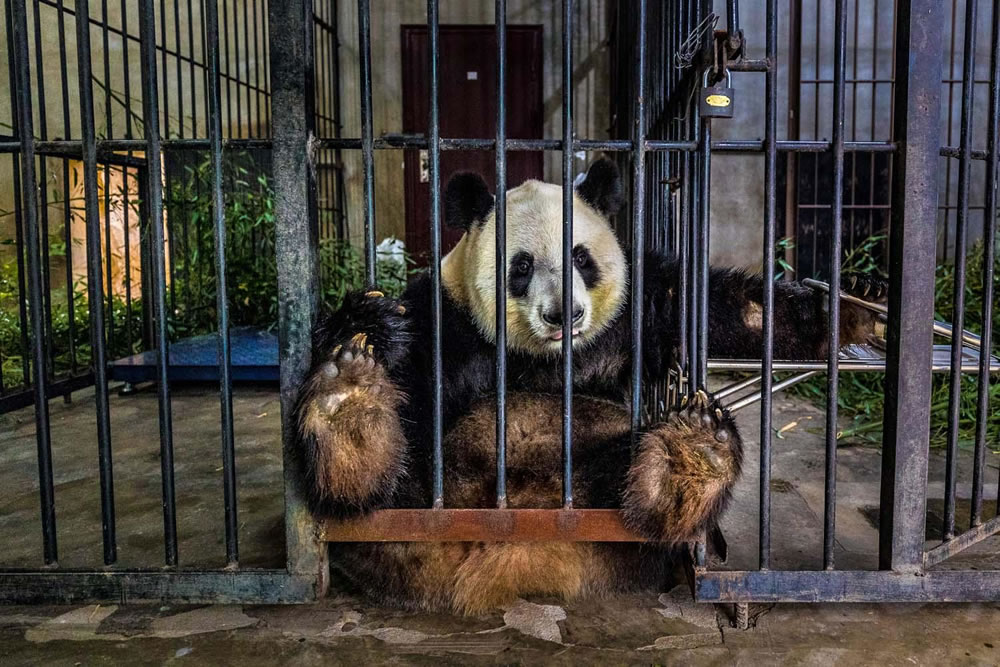 Winning Photos Of European Wildlife Photographer Of The Year 2021