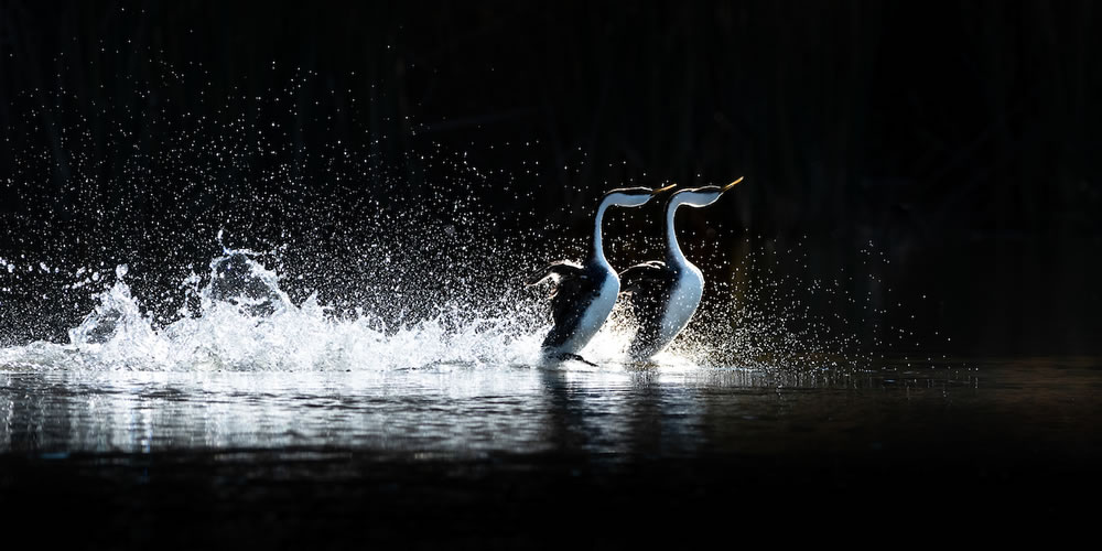 The Winners Of WildArt POTY Motion Competition