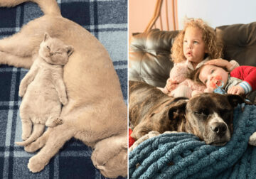 25 Adorable Photos That Pamper Your Soul In The World Of Chaos