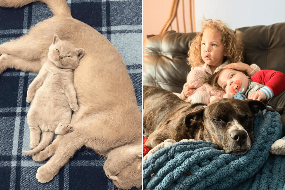25 Adorable Photos That Pamper Your Soul In The World Of Chaos
