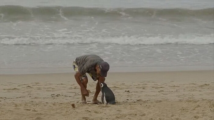 Penguin Swims 8,000KM Every Year To See The Man Who Saved His Life