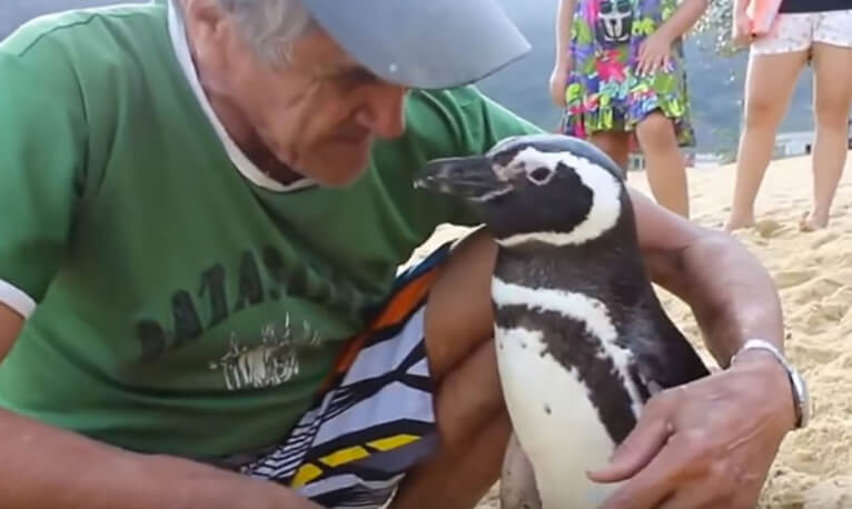 Penguin Swims 8,000KM Every Year To See The Man Who Saved His Life