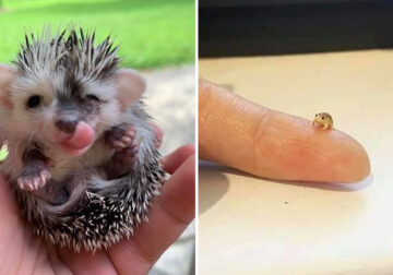 30 Cutest Photos Of Smol Animals And Objects, Shared By Tiny Units Reddit Group